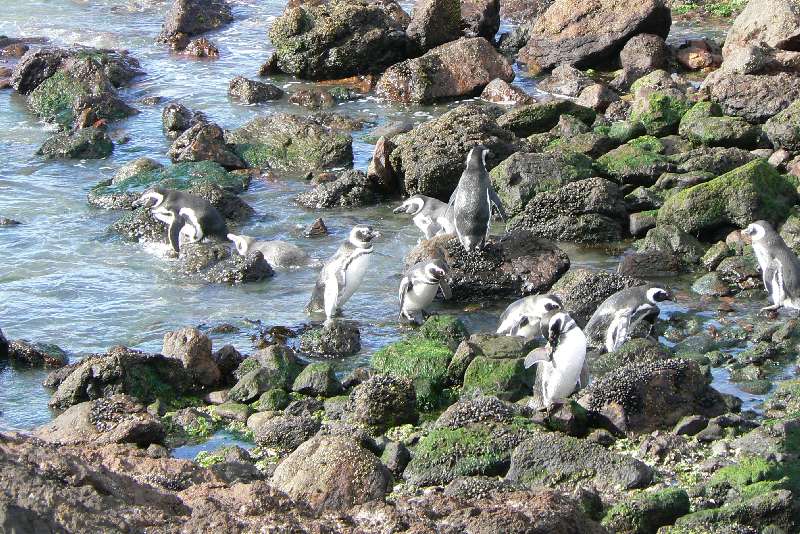 26 Pinguini a Punta Tombo